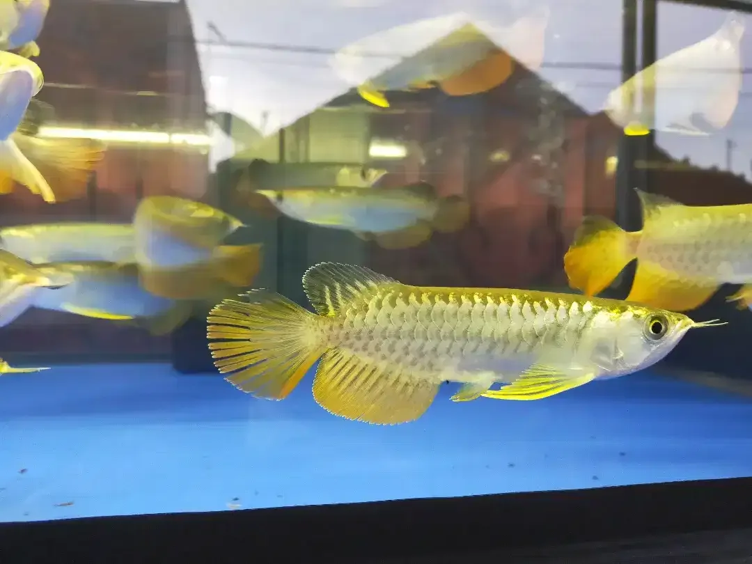 Arwana / Arowana Golden Red Riau 18-20CM - Image 2 of 8