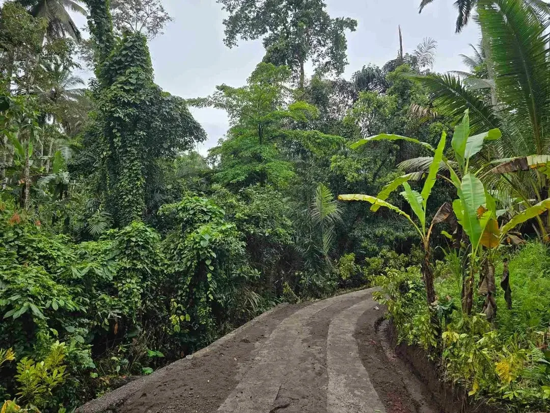 Dujual kebun durian manggus murah di tabanan balj - Image 1 of 10