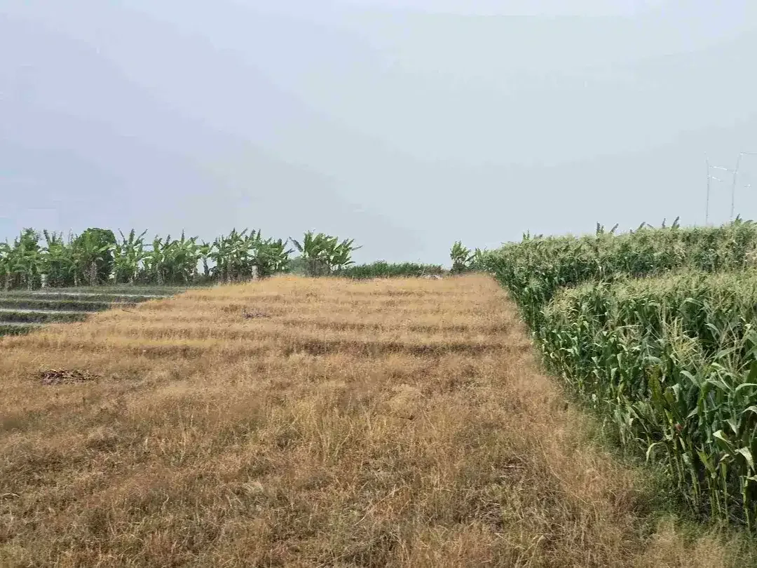 dijual tanah view laut sawah di tabanan bali - Image 3 of 10