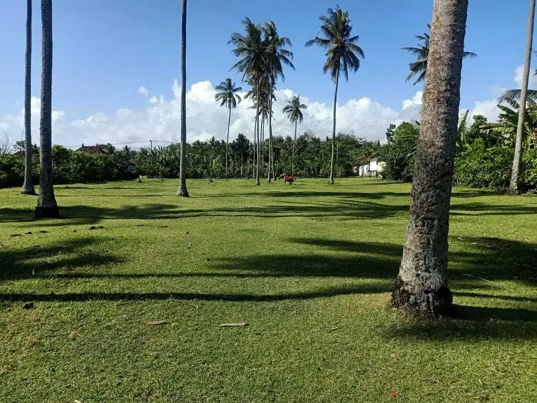 Beach front land di Perancak 30 menit ke pantai Medewi Bali - Image 6 of 8