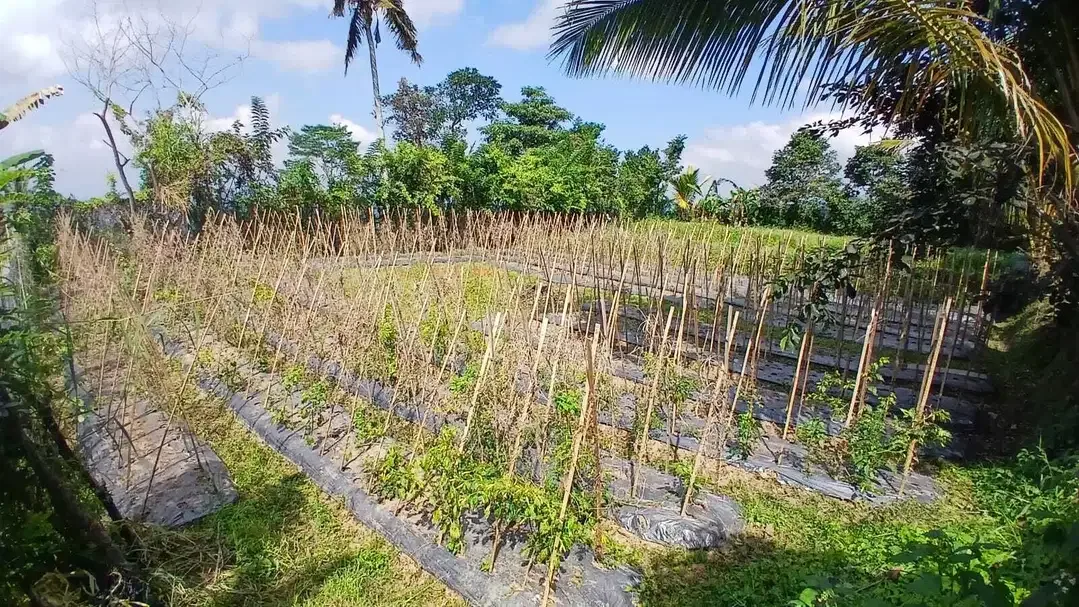Plantation land with mountain and valley views in Baturiti Bali - Image 10 of 10