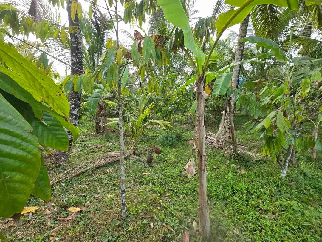 Dijual tanah murah view sawah akses jalan hotmik di tabanan bali - Image 5 of 10