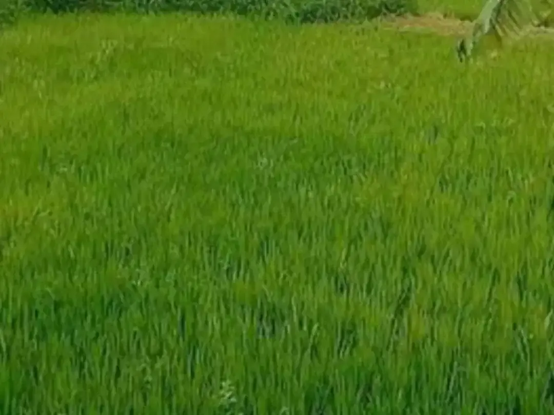 TANAH STRATEGIS LOD TUNDUH UBUD - Image 5 of 10