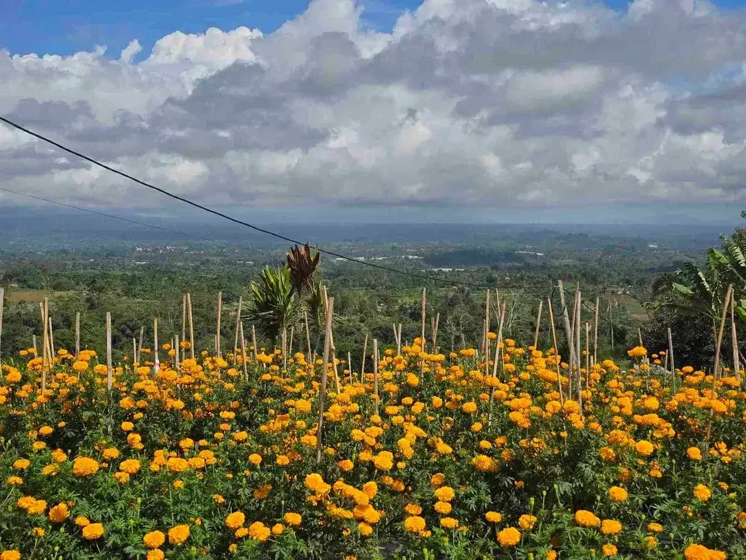 Dijual tanah murah view istimewa gunung lembah dan perkotaan di bedugul bali - Image 2 of 10