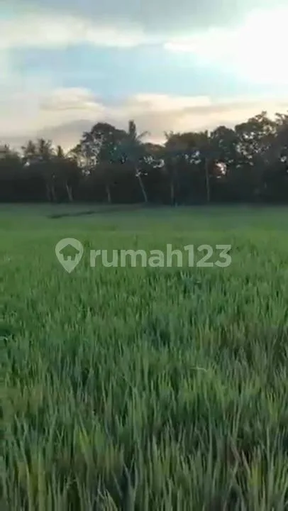 Tanah Luas Stragis Dekat Pusat Ubud di Peliatan, Gianyar Bali - Image 3 of 4