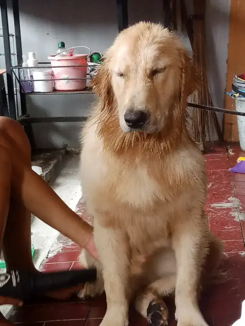 Mora Pet Grooming - Image 2 of 3