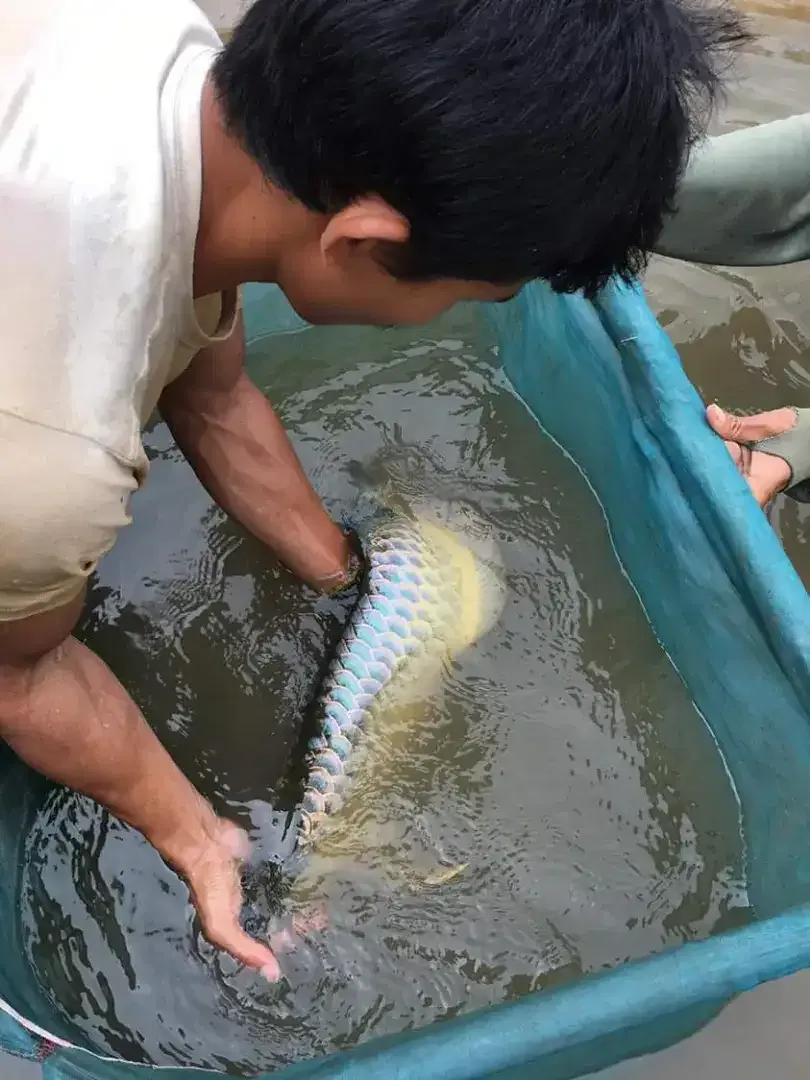Arwana/ Arowana Crossback Blue Base 50CM (INDUKAN) - Image 5 of 7