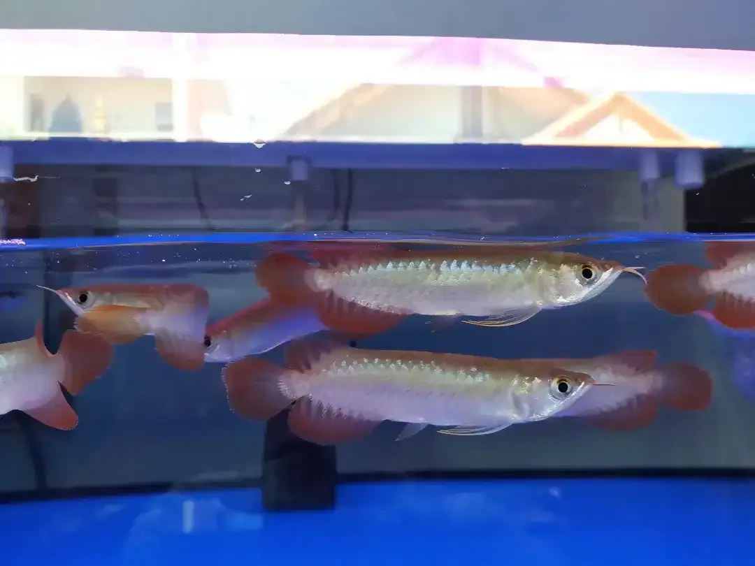 Arwana / Arowana Super Red Kalimantan 14-15CM - Image 1 of 5