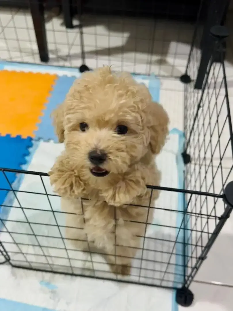 Toy Poodle (Cream) - Image 2 of 2