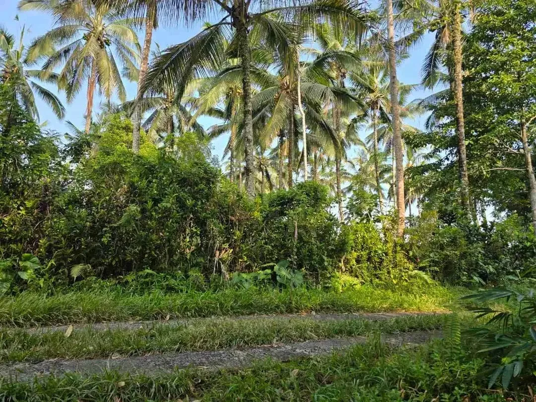 tanah kebun sangat subur dan strategis cocok untuk villa dengan view sawah terasering di area wisata selemadeg - Image 7 of 10