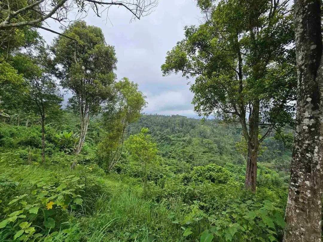 Dijual tanah view sawah. gunung .lembah dan los sungai di tabanan bali - Image 7 of 10