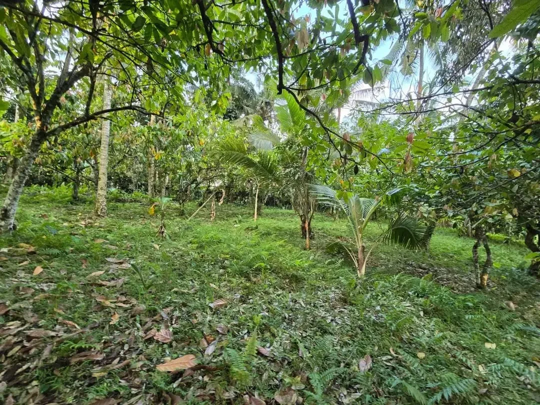 Dijual tanah kebun view sawah di bali yello zona - Image 8 of 10