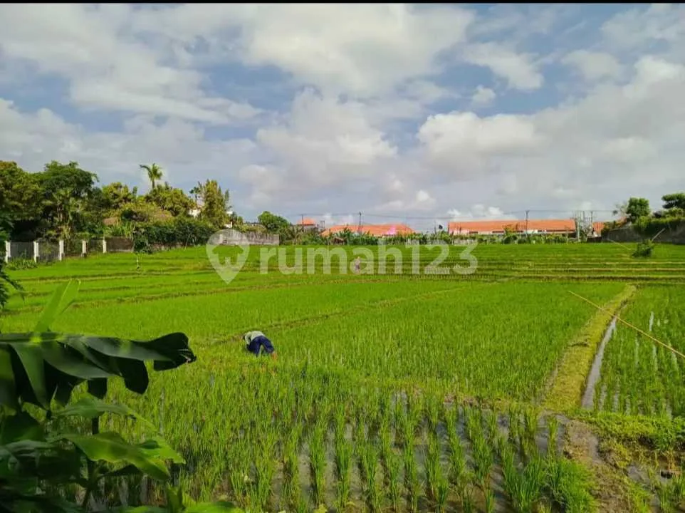 Tanah Sangat Strategis dan Premium di Jl Bumbak Umalas Kerobokan - Image 2 of 4