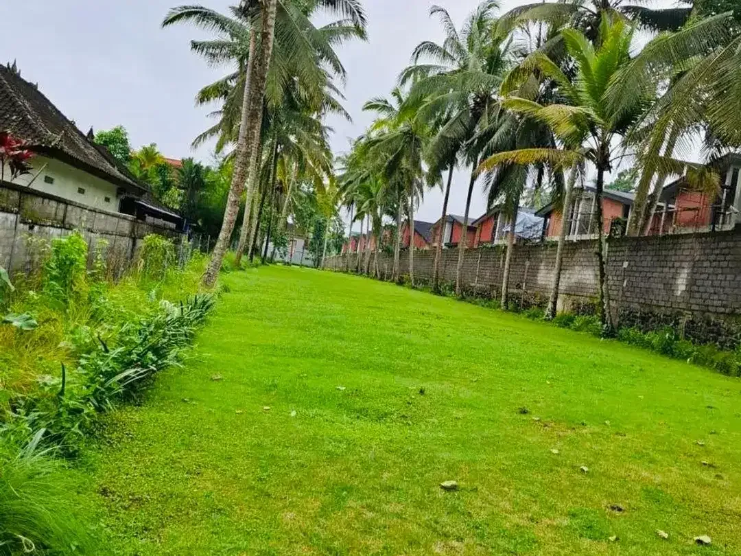 Tanah kedewatan ubud bali - Image 4 of 10