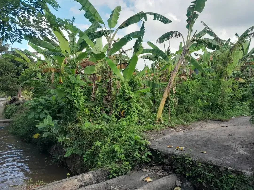 Tanah 150m² di Sukawati dengan view jungle dan sawah - Image 3 of 4