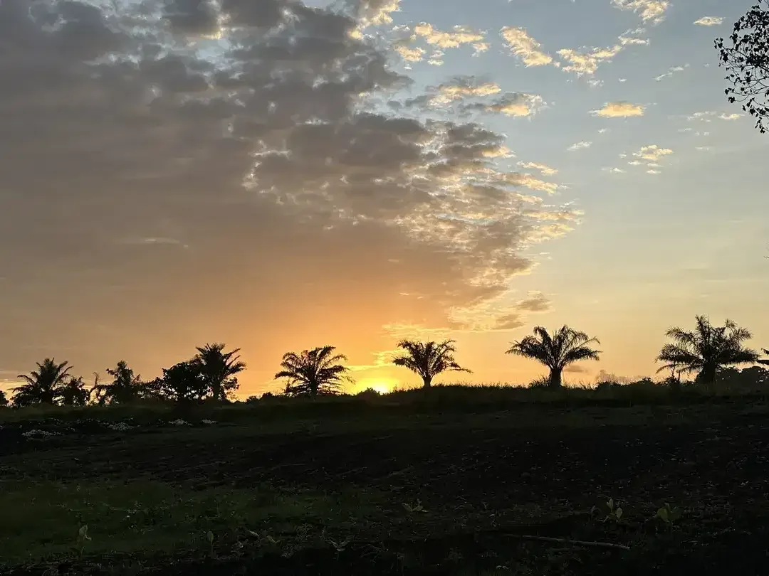 LAND FOR SALE KEDUNGU RICEFIELD VIEW SUROUND - Image 1 of 10