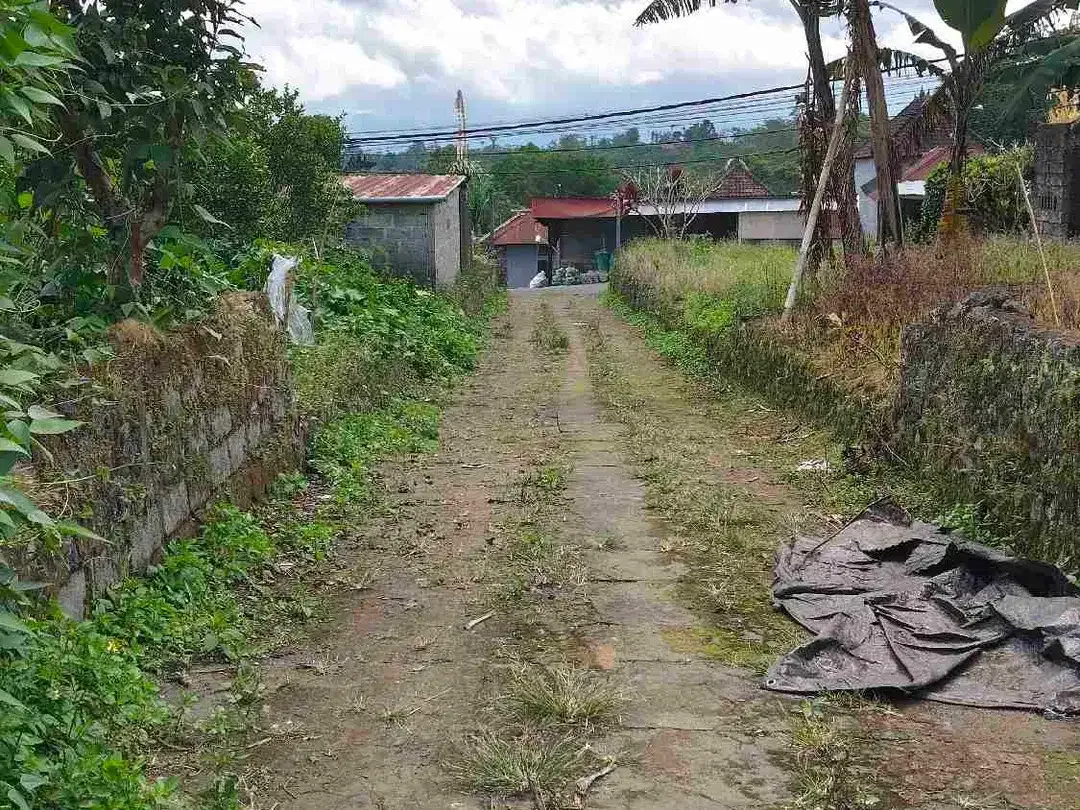 Tanah Kebun bisa untuk Kandang Peternakan di Kintamani Bali - Image 5 of 6