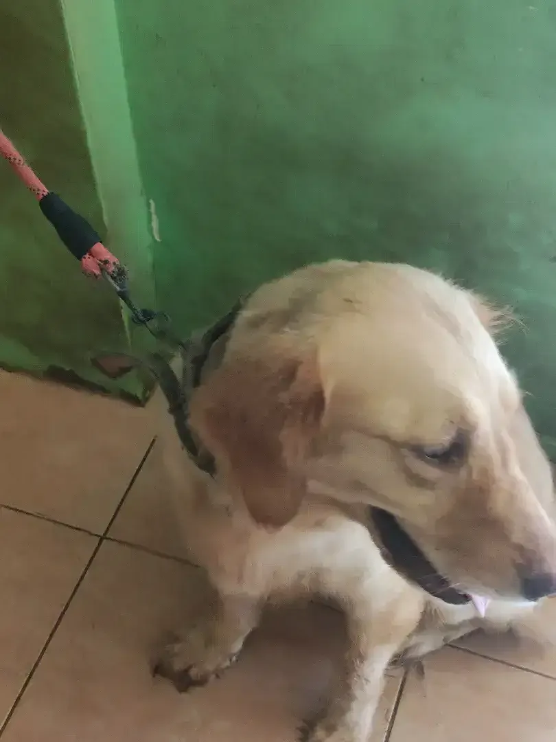 Indukan Golden retriever - Image 2 of 2