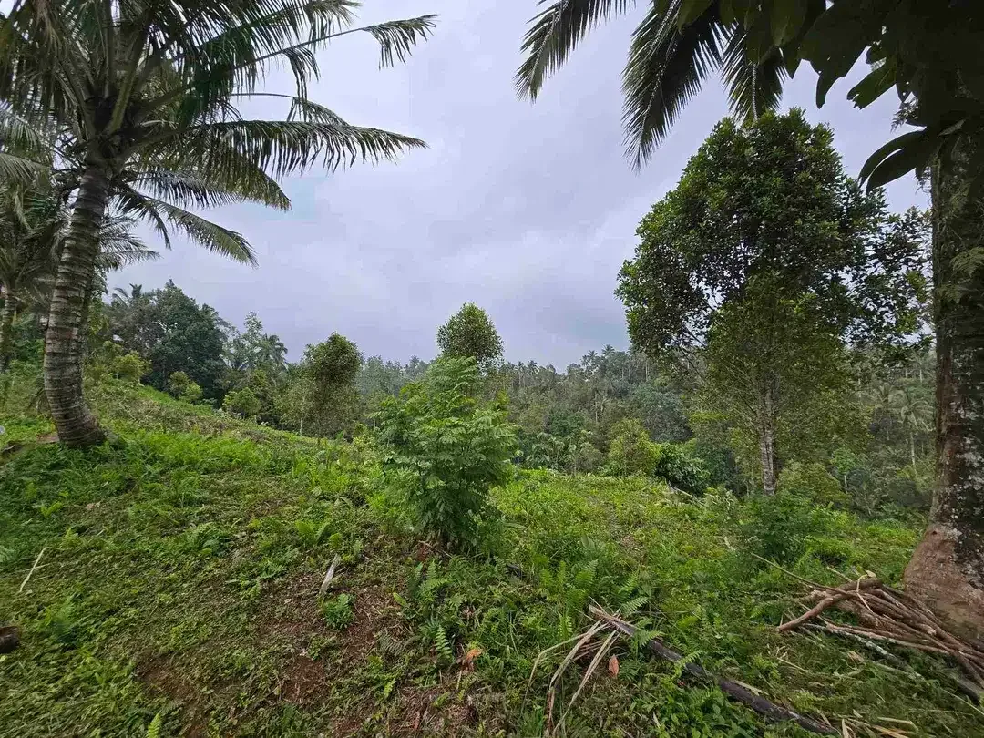 Dijual tanah kosong murah di tabanan bali - Image 9 of 10