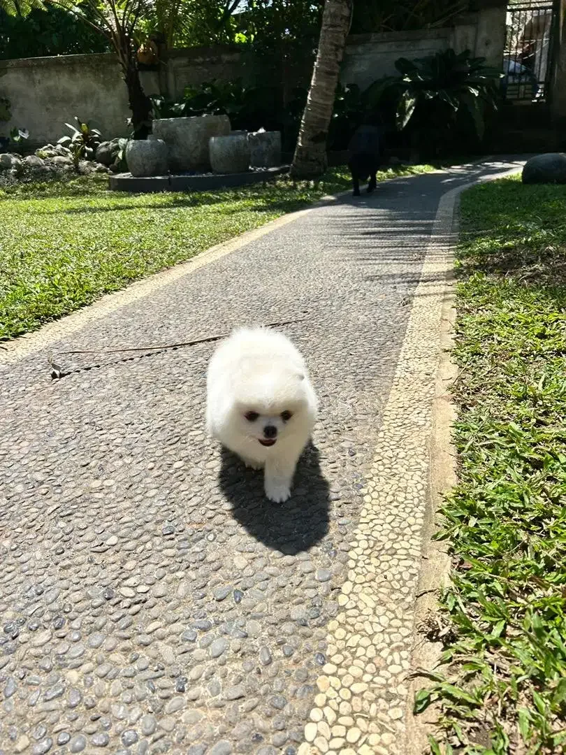 Minipom jantan cakep - Image 3 of 8