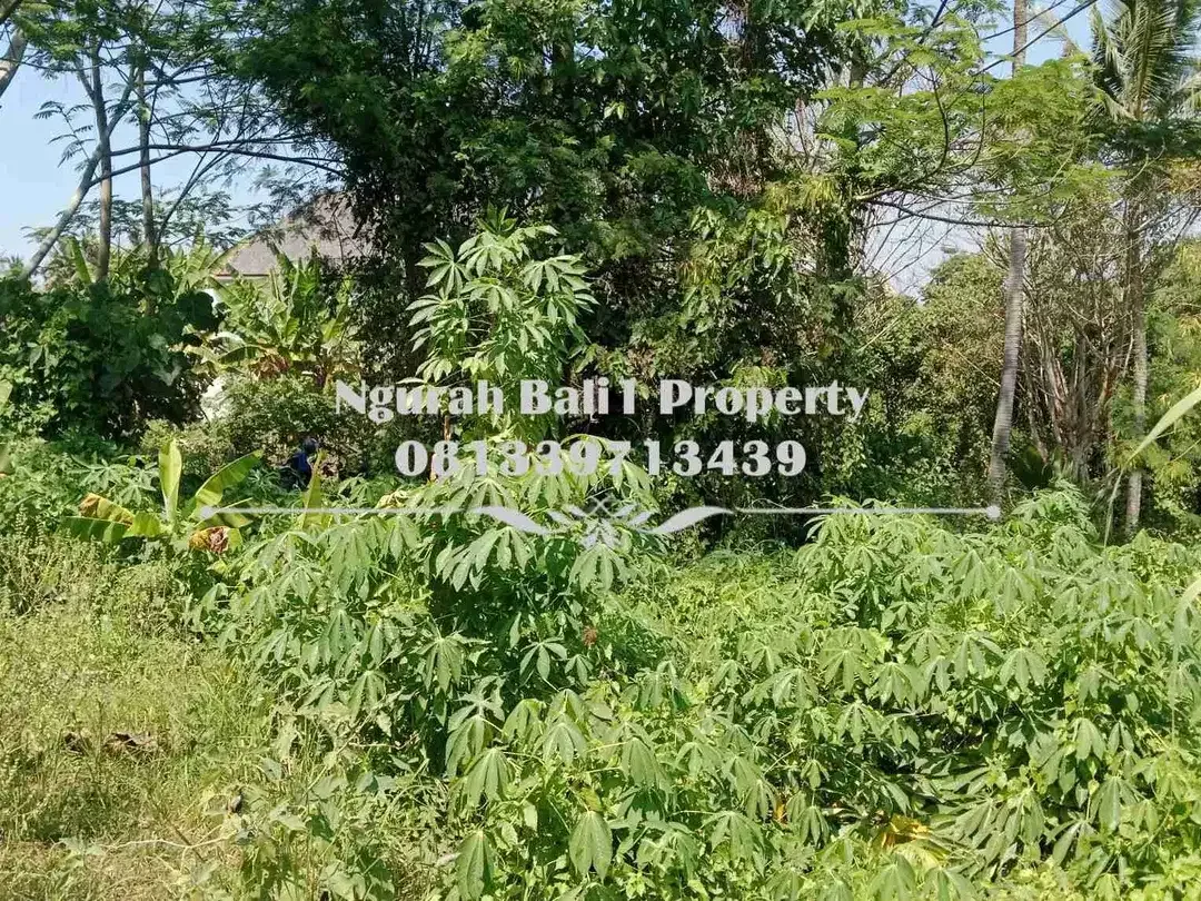 Tanah Dijual Murah Luas 8 Are View Sawah Kawasan Villa di Mas Ubud - Image 3 of 7
