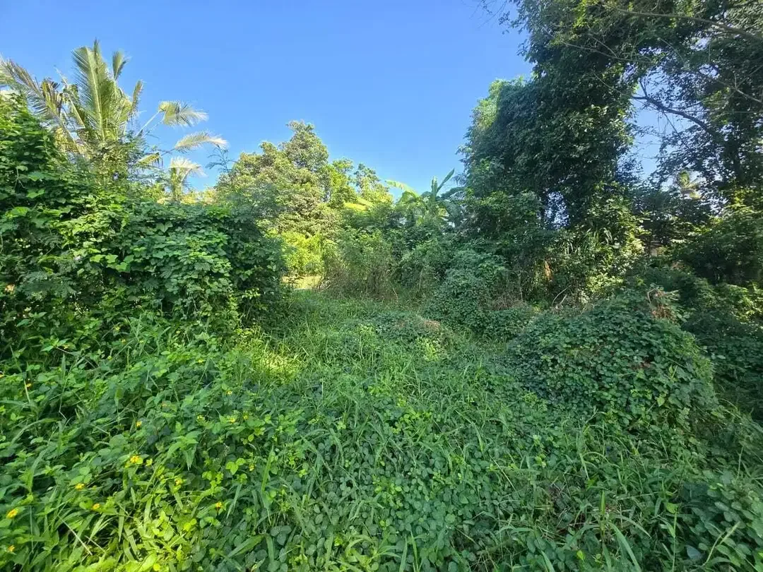 Dijual tanah los sungai luasin kecil di selemadeg - Image 7 of 9