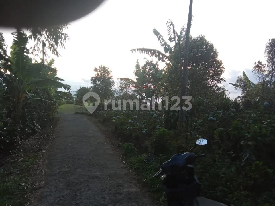 Tanah View Laut dan Bukit di Munduk #Tj8904 - Image 2 of 3