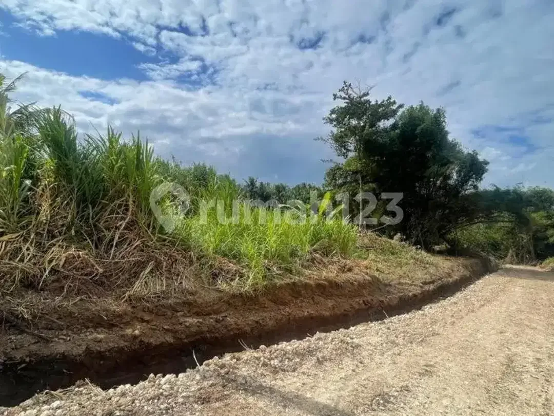 Tanah Global 3.720M² Depan Rs Kasih Ibu Saba Gianyar, Cocok Bangun Villa - Image 5 of 7