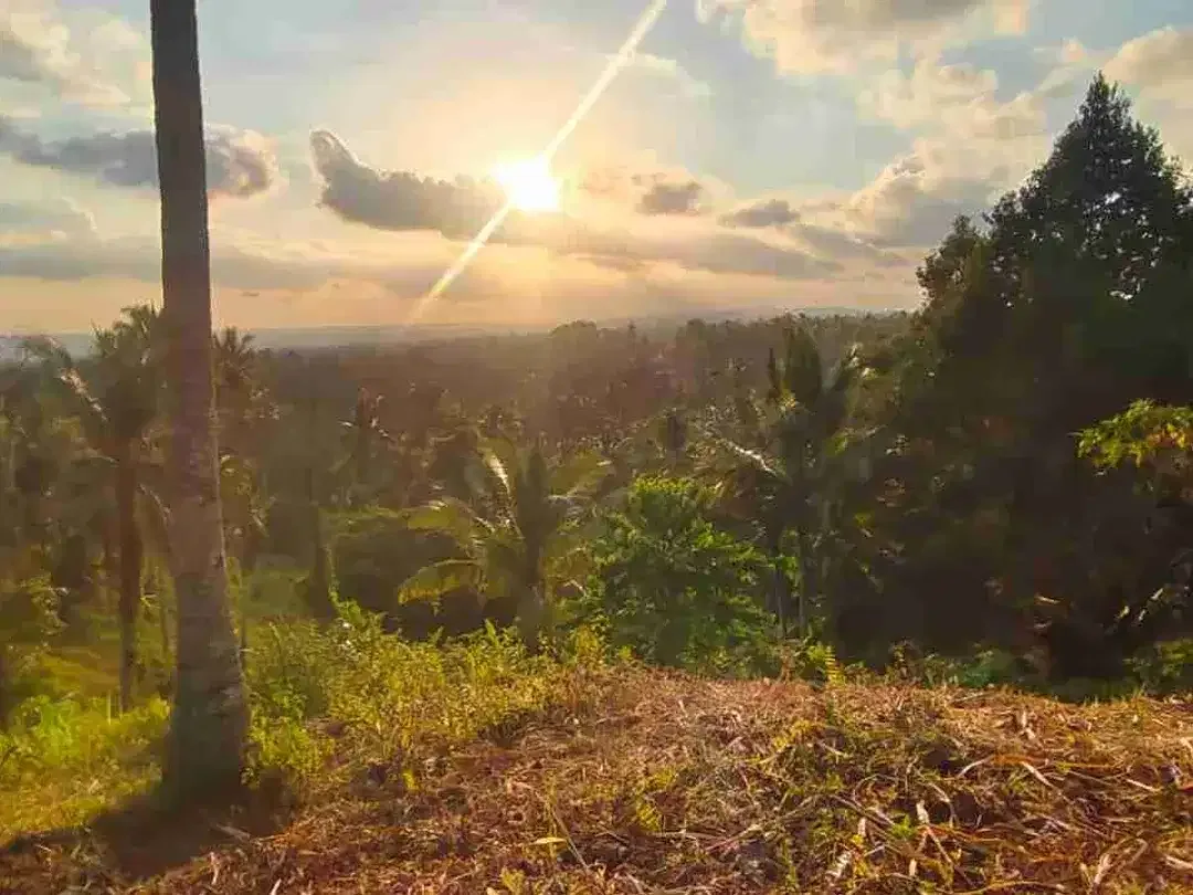 jual tanah kebun view sawah lembah dengan sunset yang cantik di tabanan bali - Image 5 of 10