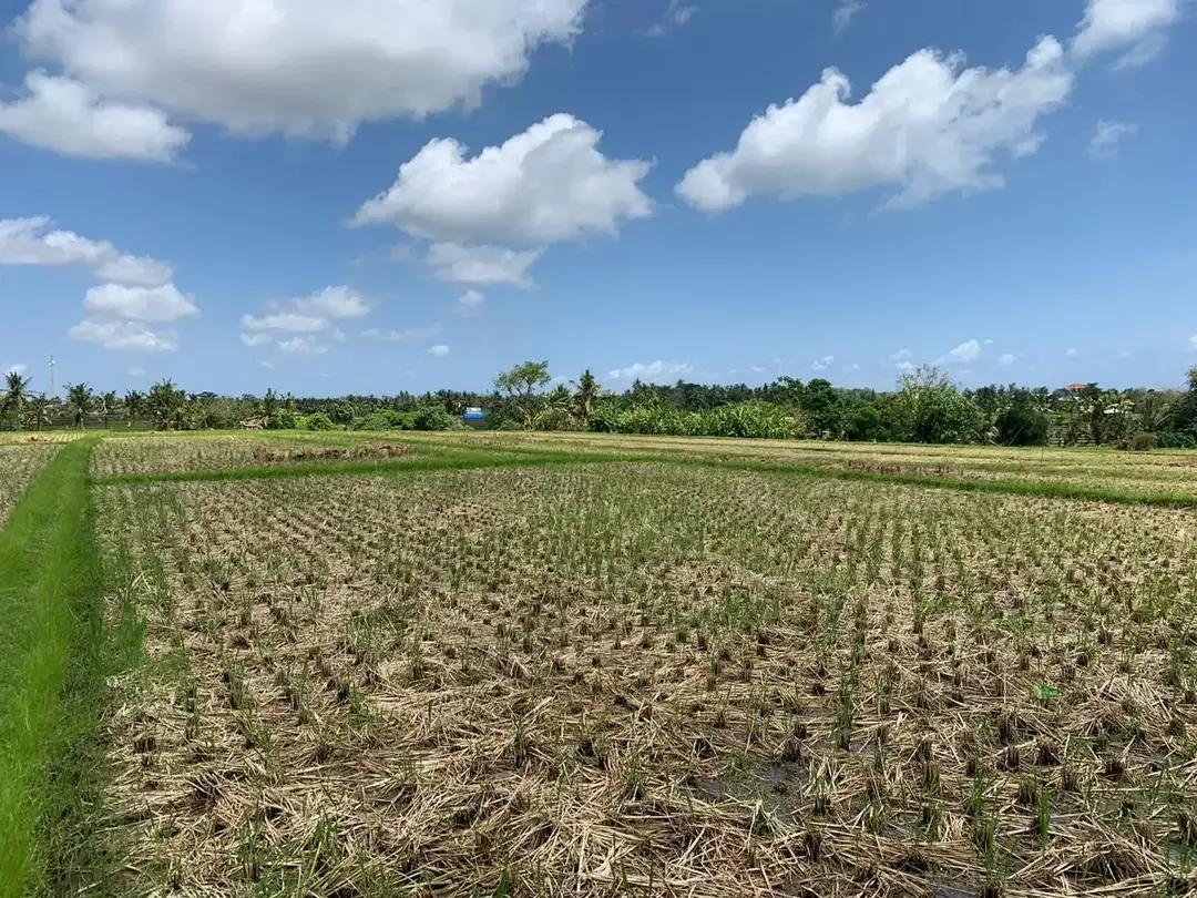 TANAH SANGAT LUAS DENGAN VIEW SAWAH LOKASI KEDIRI TABANAN - Image 1 of 9