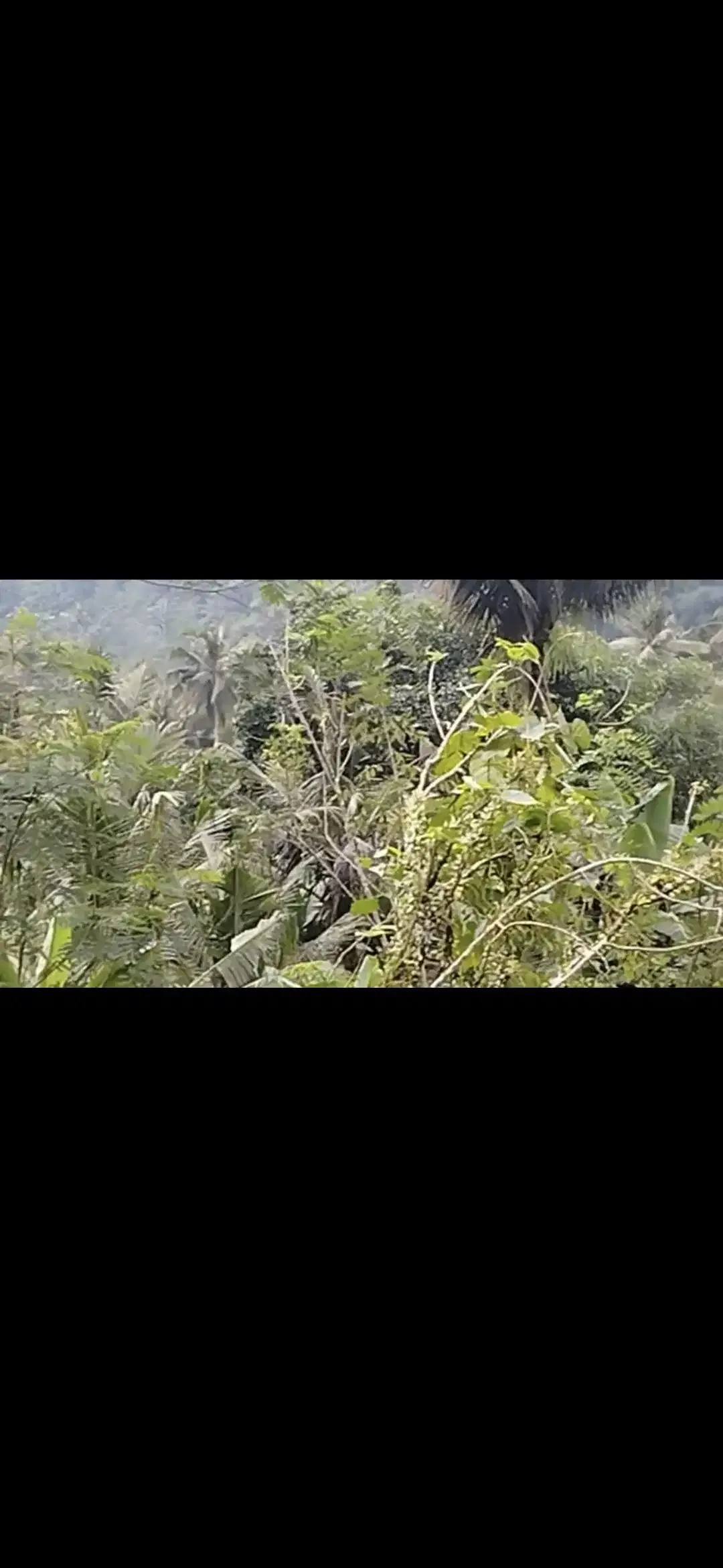 Land 2ha for Sale Location near Besakih area Karangasem Bali - Image 8 of 10