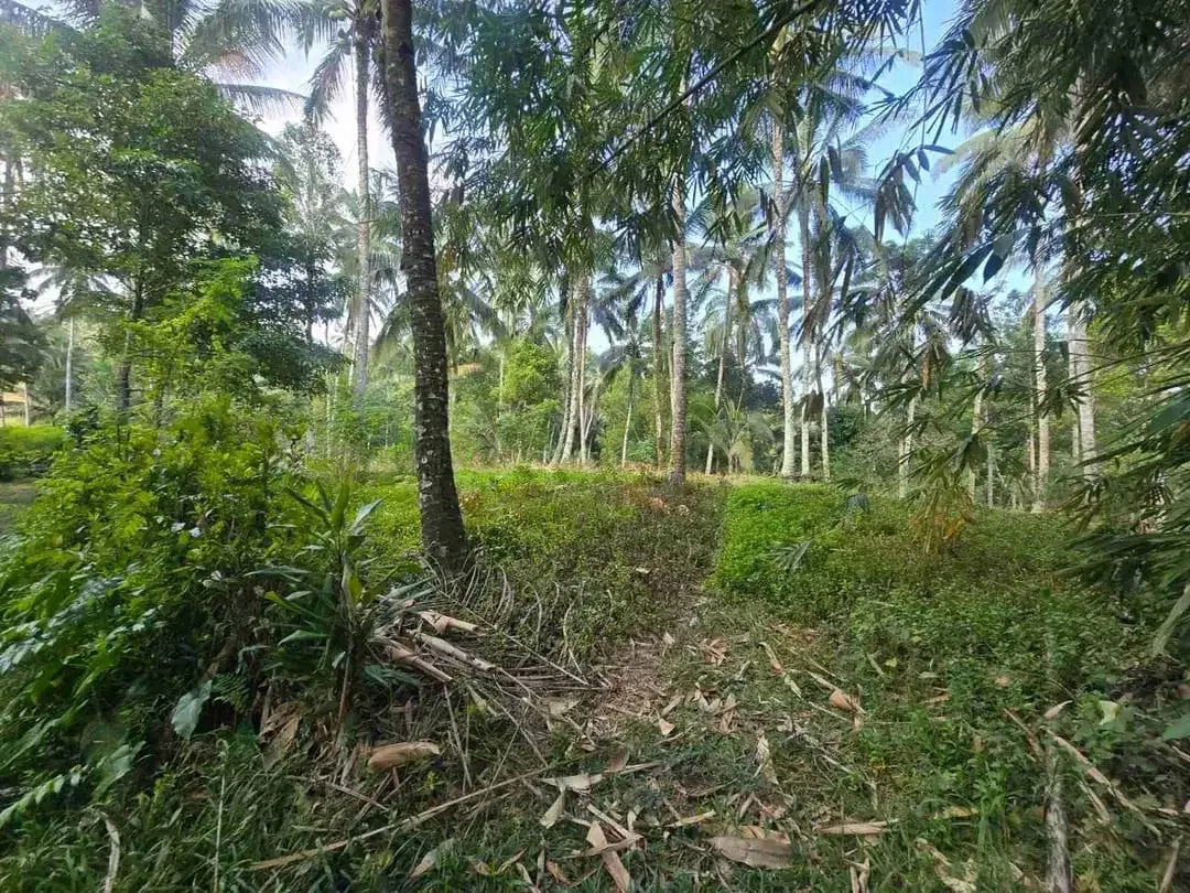 tanah kebun sangat subur dan strategis cocok untuk villa dengan view sawah terasering di area wisata selemadeg - Image 9 of 10