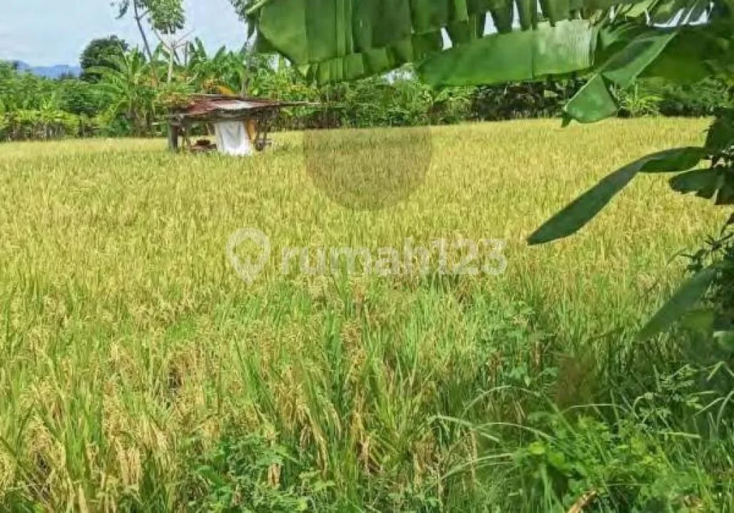 Kavling Pertanian di Buleleng Bali - Image 2 of 4