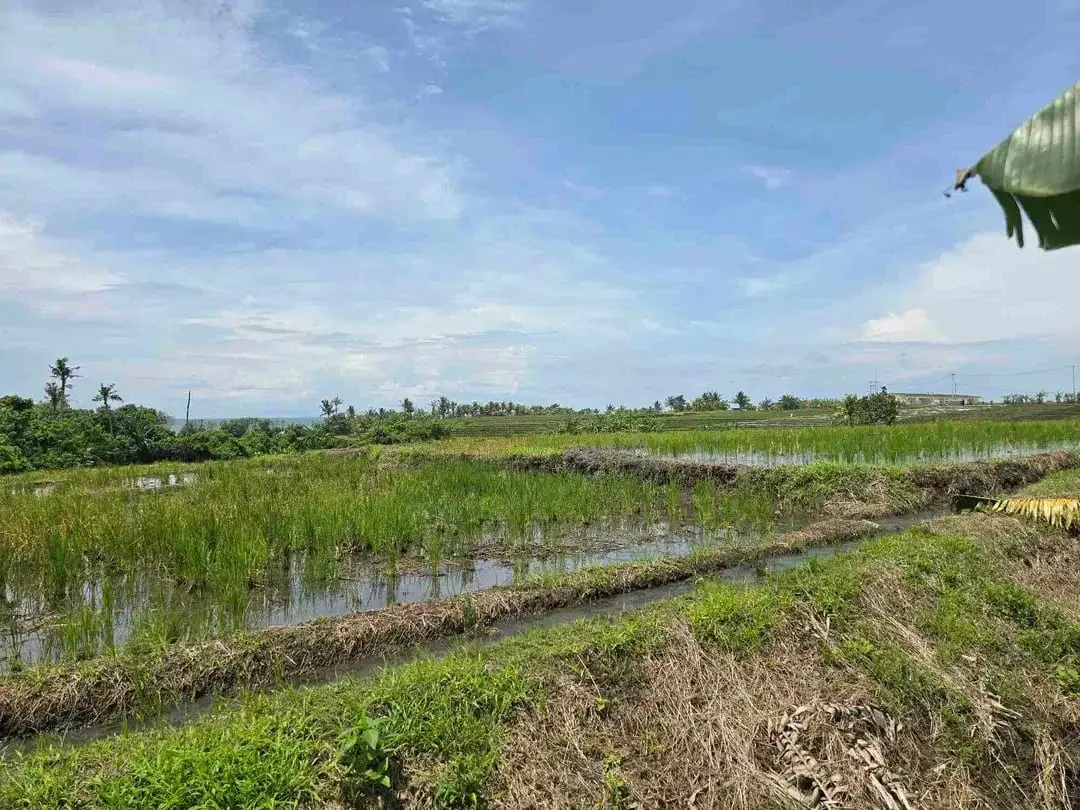 dijual tanah kecil dekat pantai pasut tabanan bali - Image 2 of 10