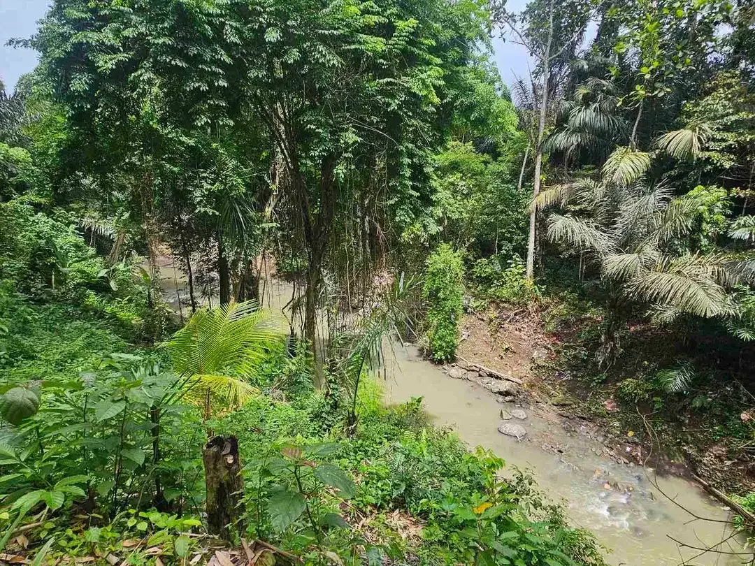 land in river side and jungle near canggu - Image 7 of 10
