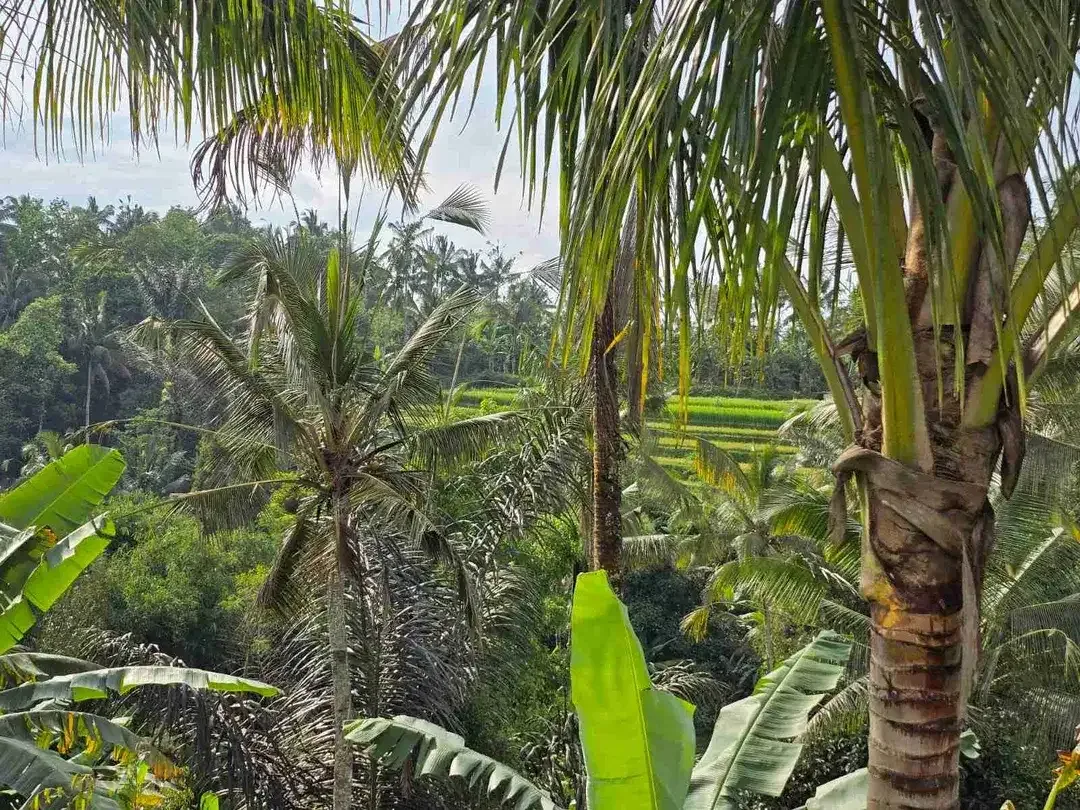 tanah kebun datar view sawah ketinggian 700 mdpl - Image 6 of 10