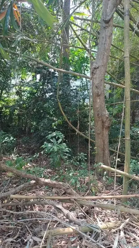tanah kontrak di umalas short cut to berawa - Image 4 of 7