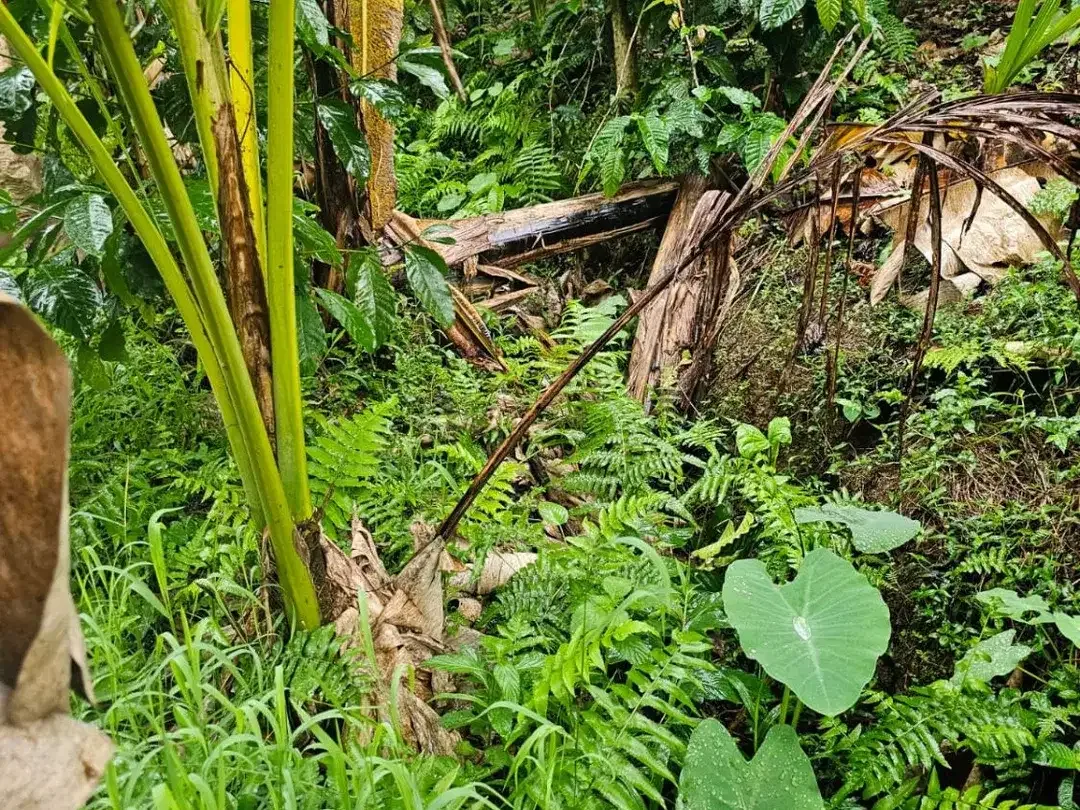 jungle river side - Image 10 of 10