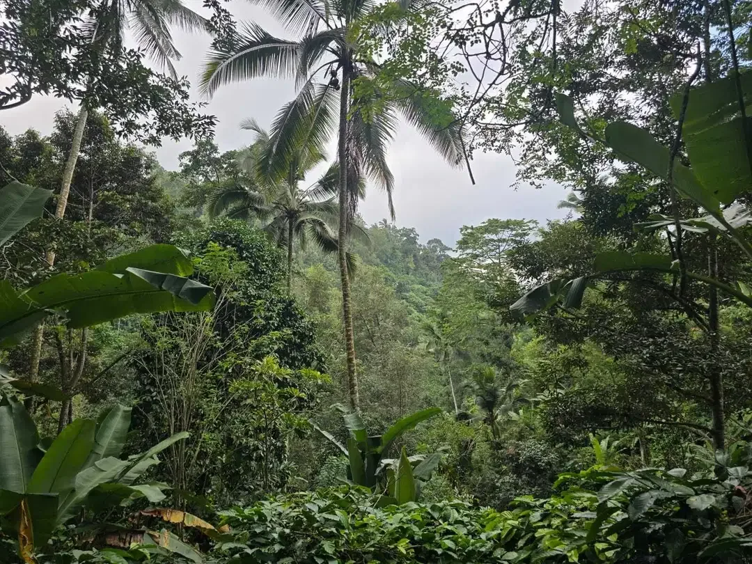 Dijual tanah dengan air terjun dan sungai cantik di bali - Image 6 of 10
