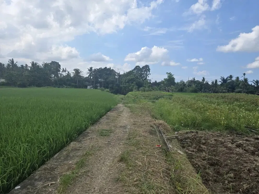 Dijual Tanah Ubud 350 m2 sangat strategis View Sawah Aktif - Image 4 of 10