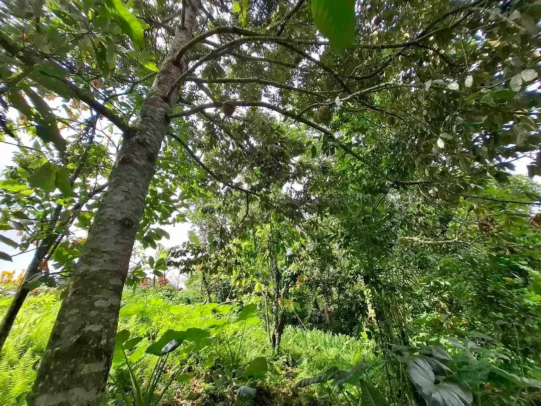 tanah kebun sangat murah view laut dan sawah dekat jatiluih di tabanan bali - Image 7 of 10