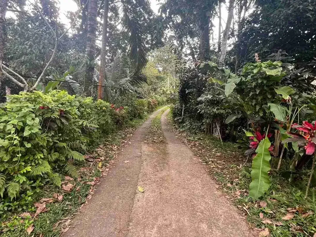 jual tanah Luas kecil ketinggian 550 MDPL di tabanan bali. - Image 6 of 10