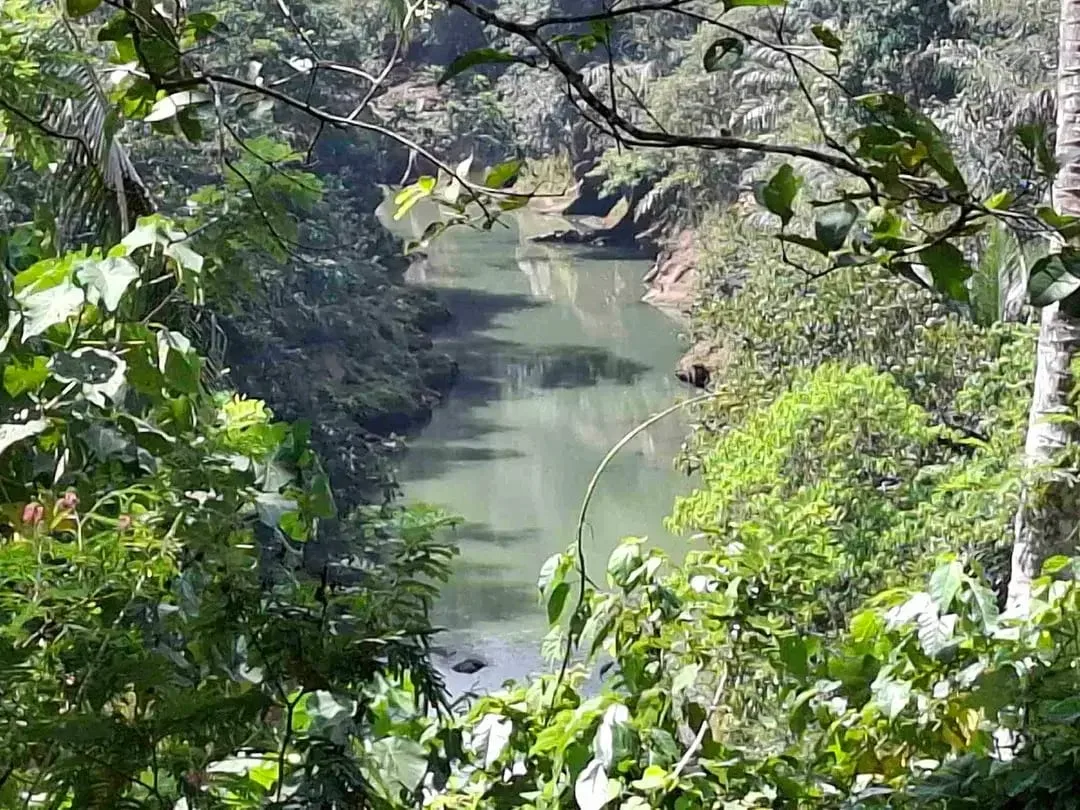 dijual tanah los sungai jernih berbatu lokasi sangat strategis dekat dengan jalan denpasar gilimanuk dijual di bawah harga pasar - Image 6 of 10