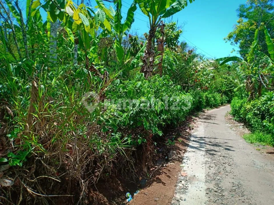Dijual Tanah Perkebunan Kopi 4,5 HA Di Buleleng Bali Ada Mata Air - Image 4 of 4