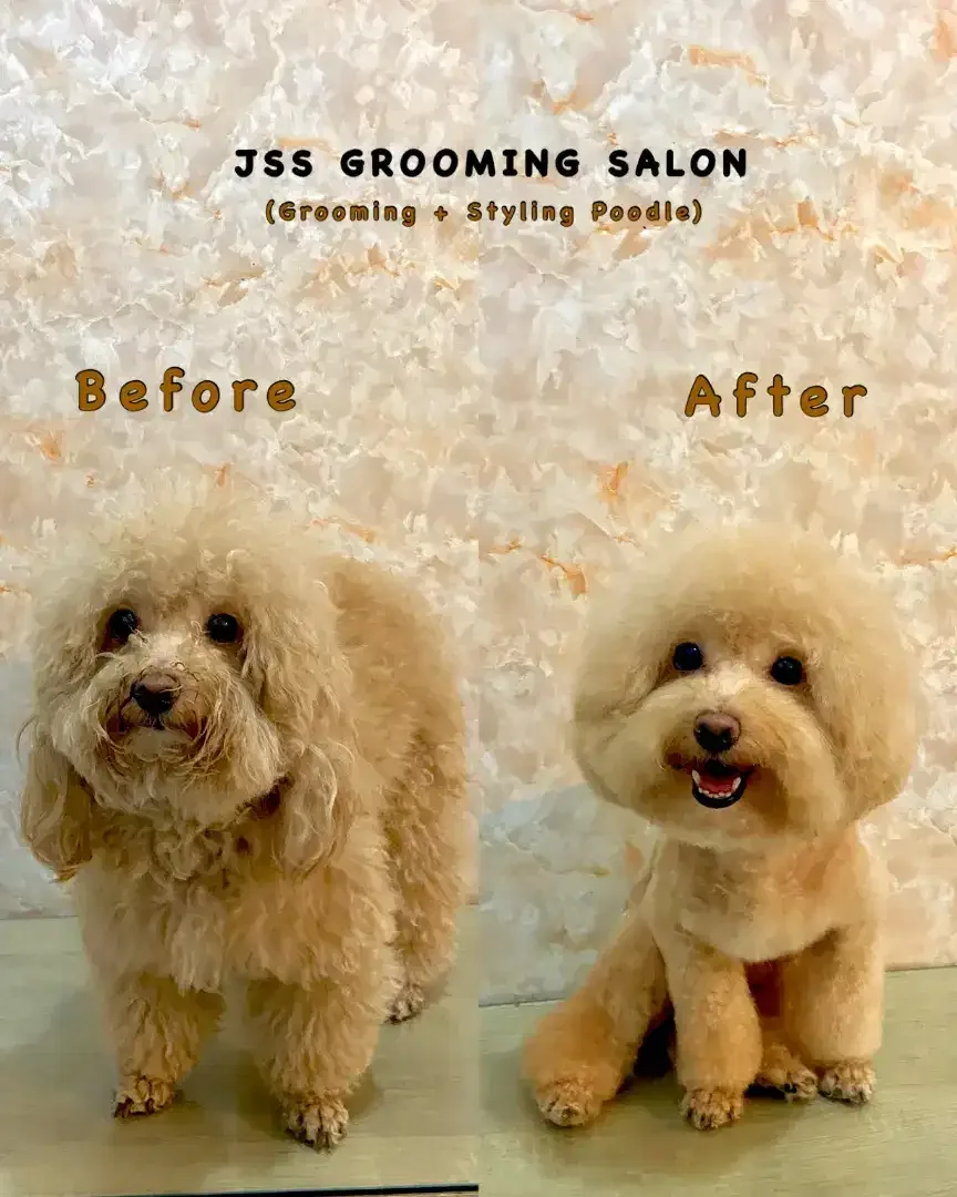 JSS GROOMING SALON - Image 1 of 10