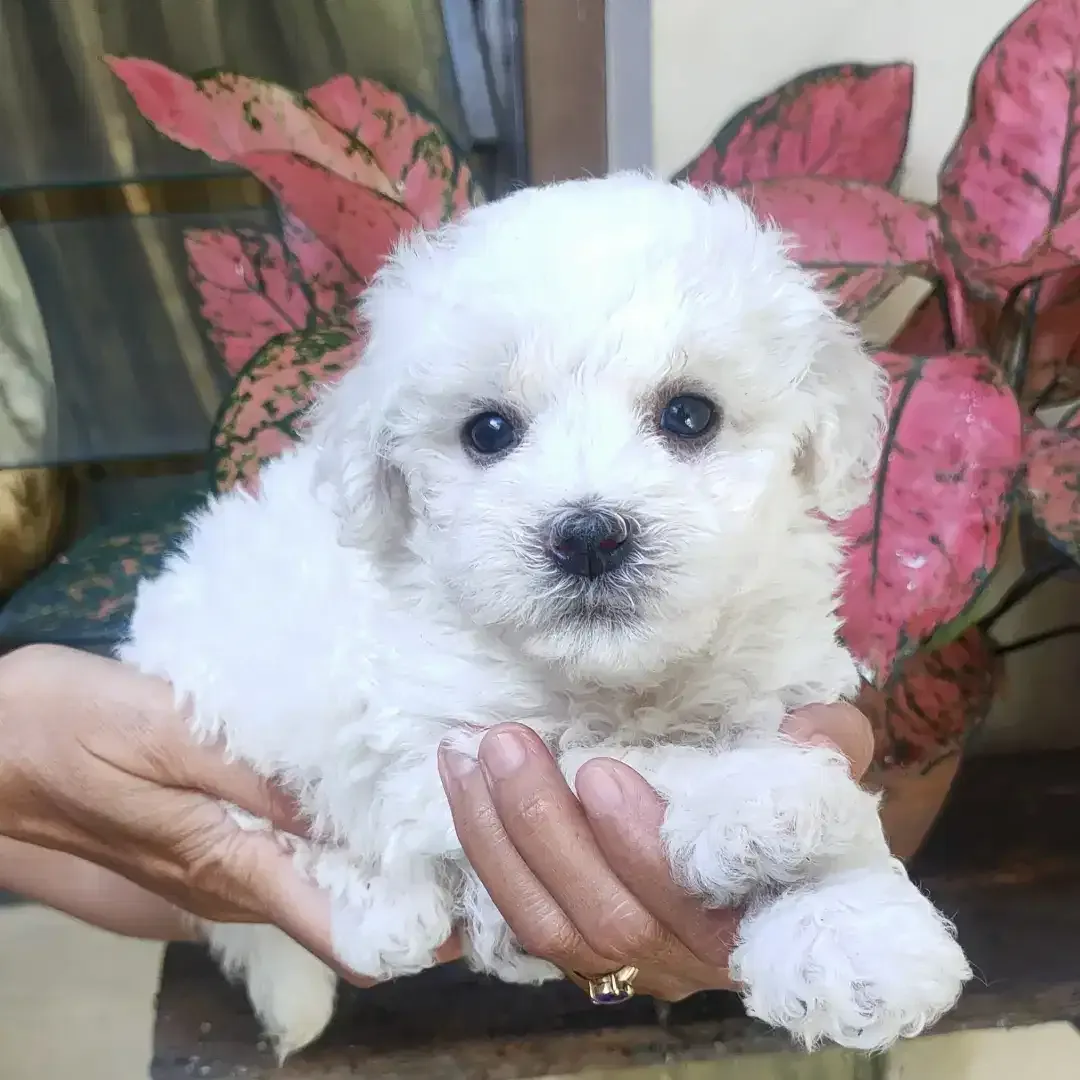 DI JUAL MURAH BICHON FRISE BETINA STAMBUM VAKSIN KUALITAS BAGUS - Image 1 of 3
