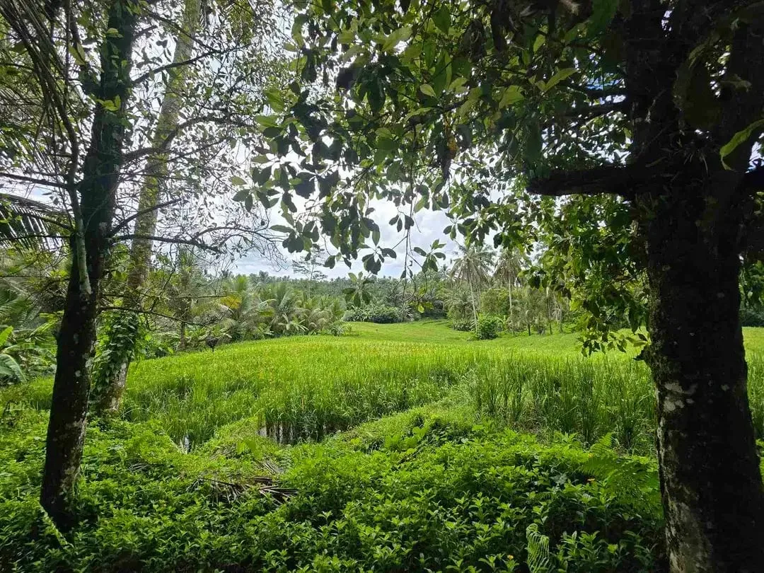 Dijual tanah view sawah cantik di kawasan villa di bali - Image 4 of 10