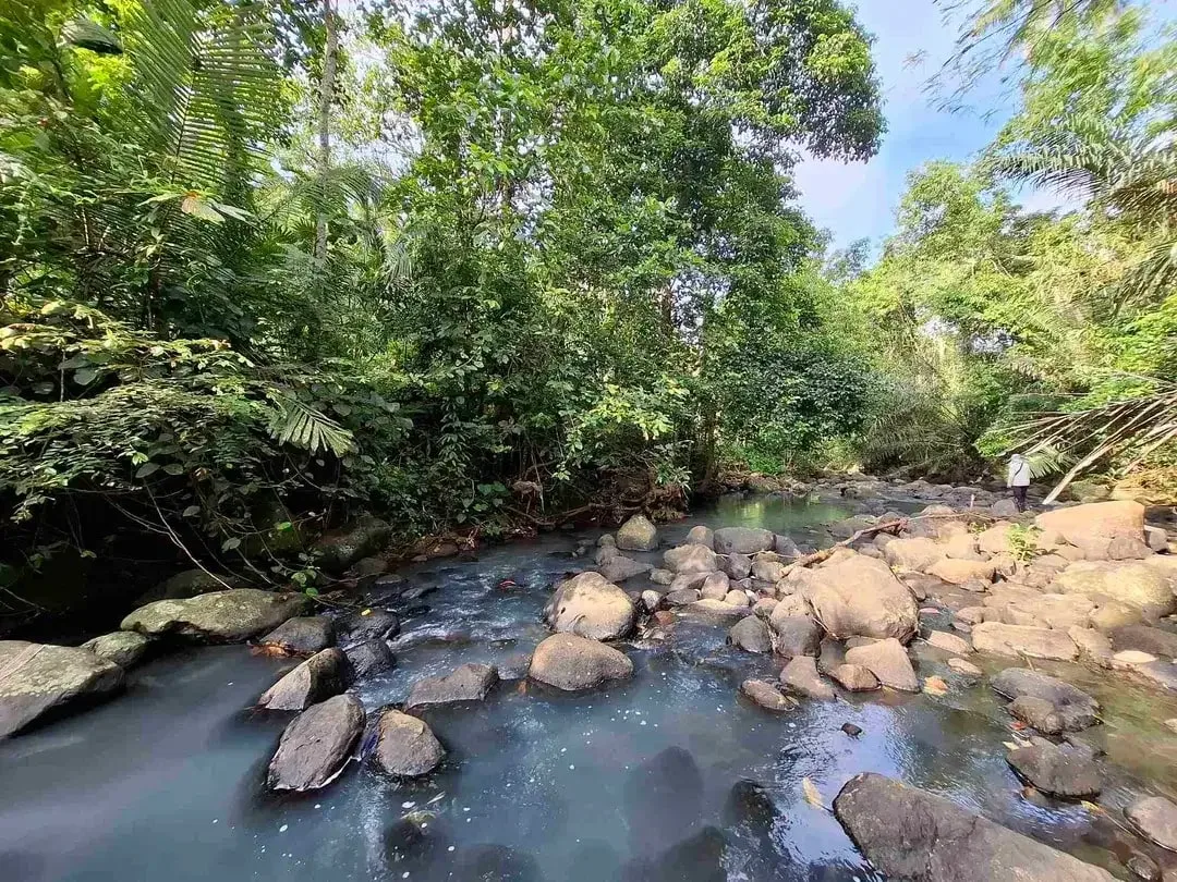 dijual tanah kebun murah los sungai jernih dengan view sawah dan gunung di tabanan bali - Image 4 of 10
