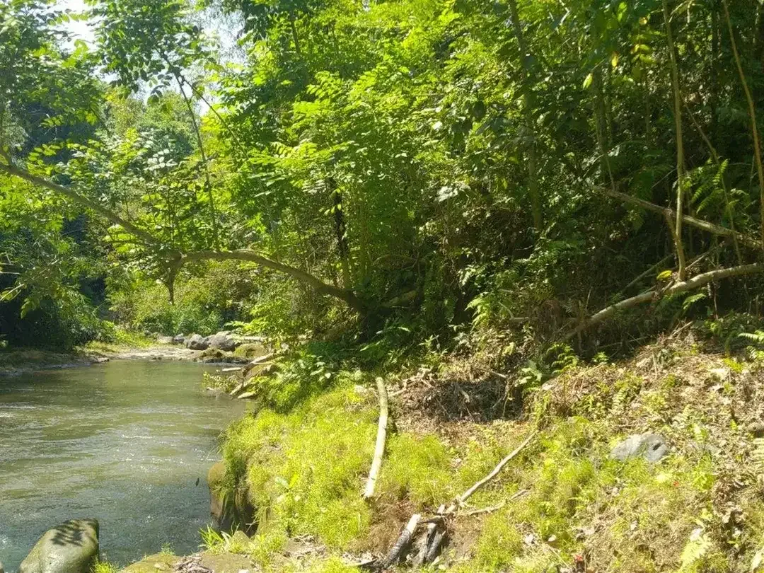 Freehold - 1.500 sqm Riverfront land for sale in south Ubud - Image 2 of 10