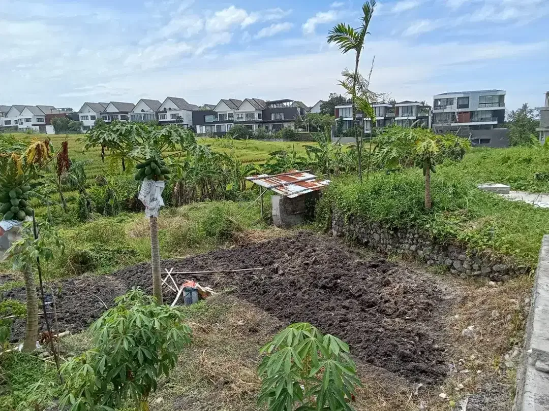 DIJUAL / FREEHOLD : Tanah Kosong View Paddie, di Pantai Cemagi, Bali - Image 3 of 6